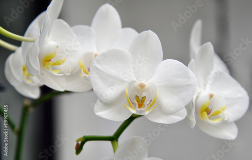 Wei  e Orchidee - Bl  tenrispe