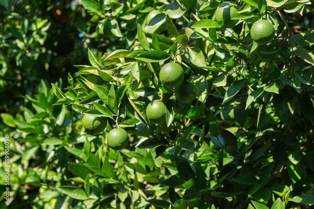 Orangenplantage mit grünen Orangen in Alanya