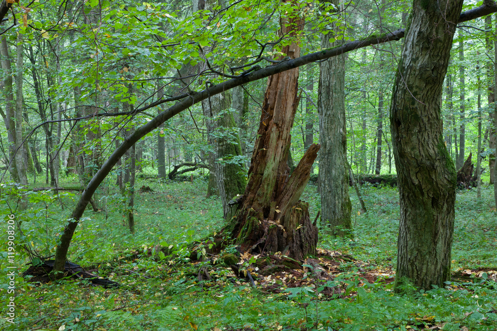 Broken linden tree stump partly declined Broken linden tree stump partly declined