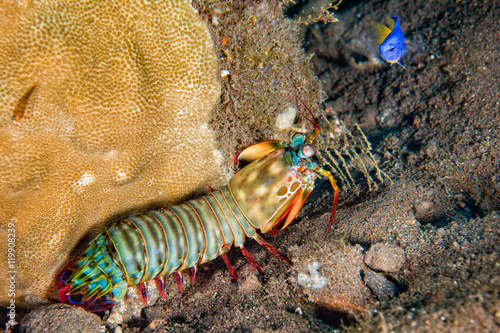 Mantis Lobster defending eggs close up macro photo