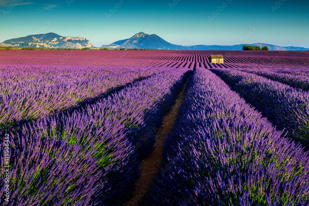 Obraz premium Niesamowite pola lawendy w Prowansji, Valensole, Francja, Europa