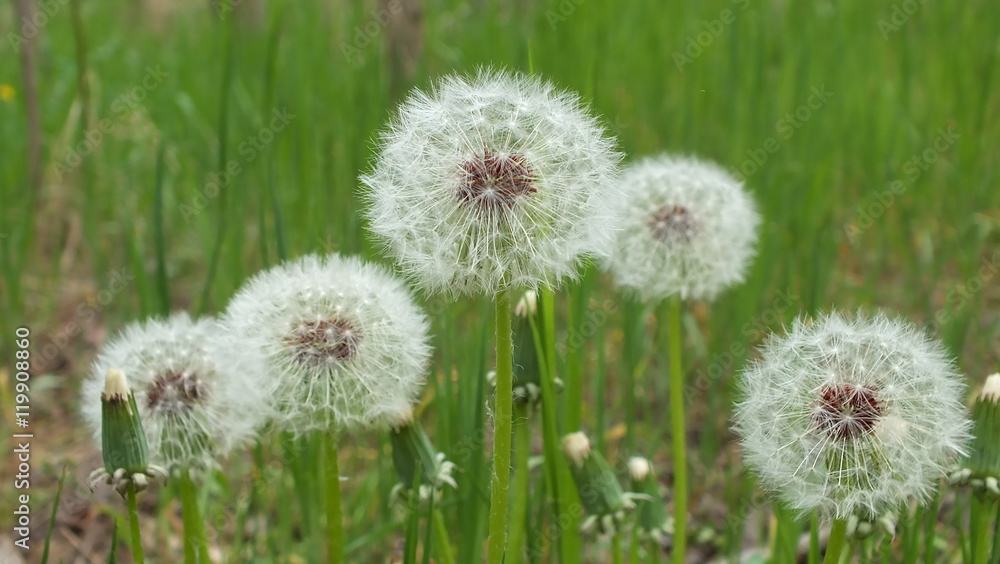 ripe dandelions before the rain ripe dandelions before the rain