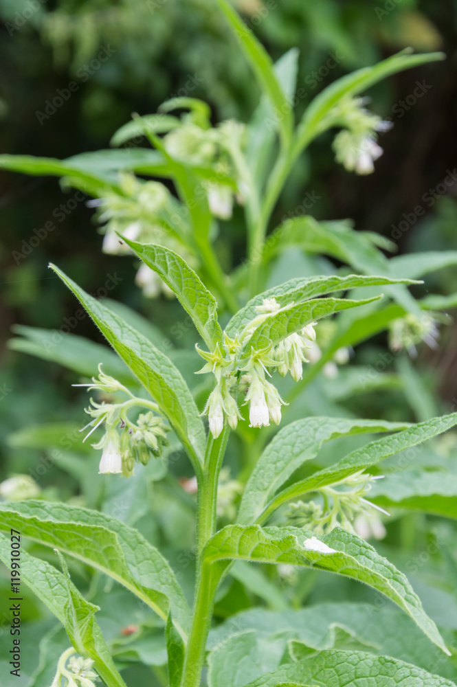 Comfrey with white flowers