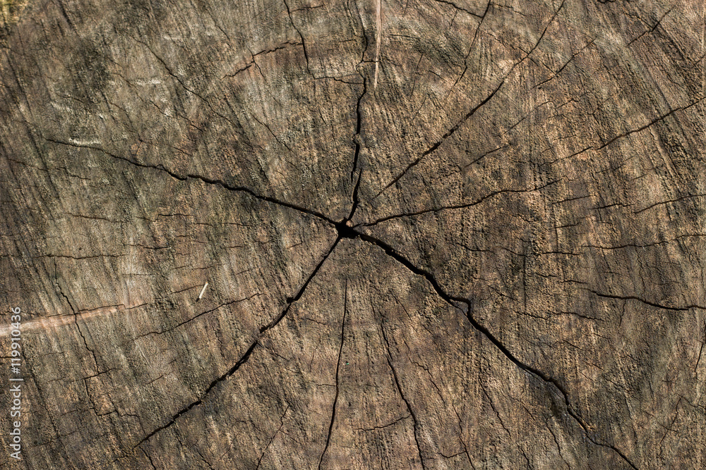 Fototapeta premium Old tree stump texture with cracks