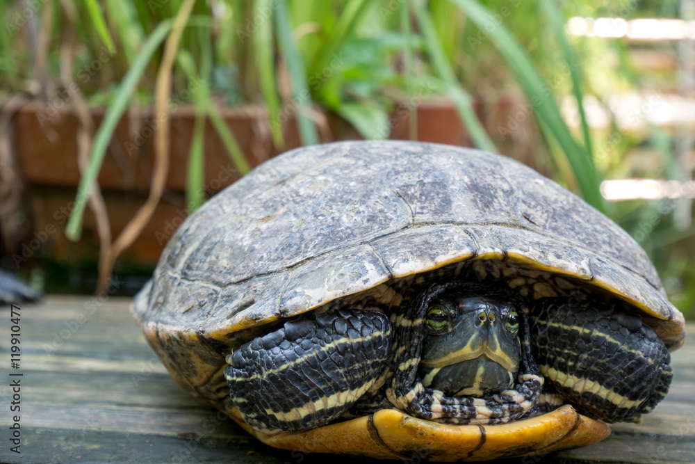 Obraz premium Turtle