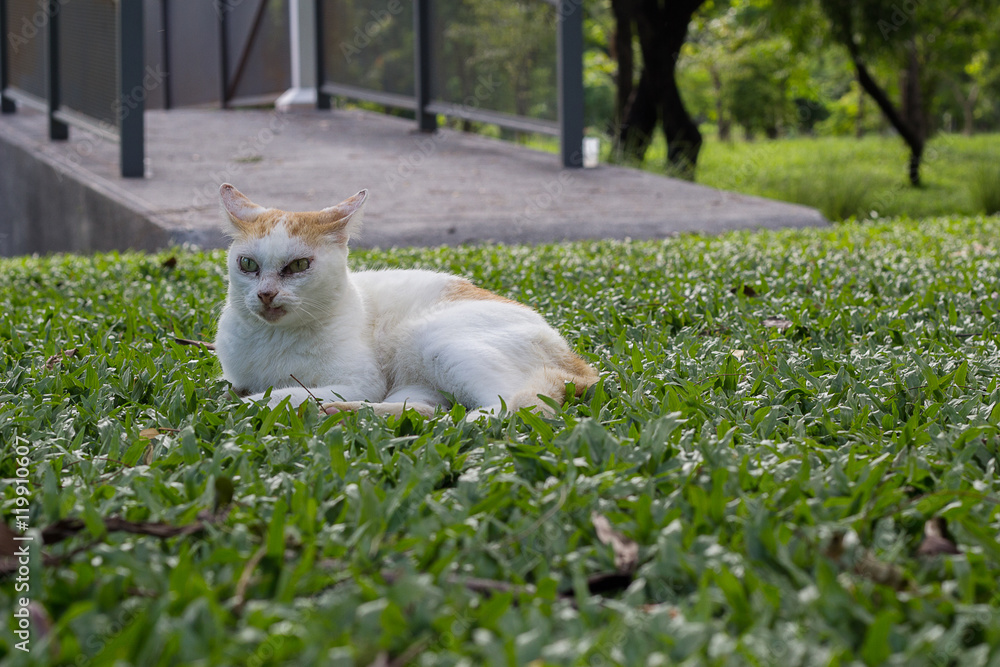 serious cat lying on the grass with blurred small bridge backgro serious cat lying on the grass with blurred small bridge backgro