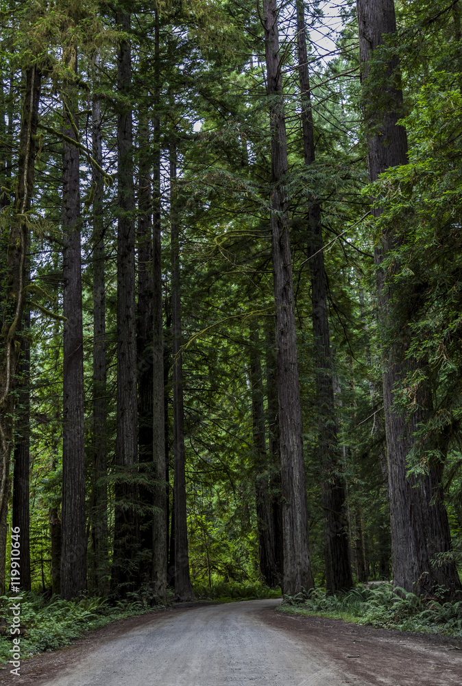 Fototapeta premium Redwoods