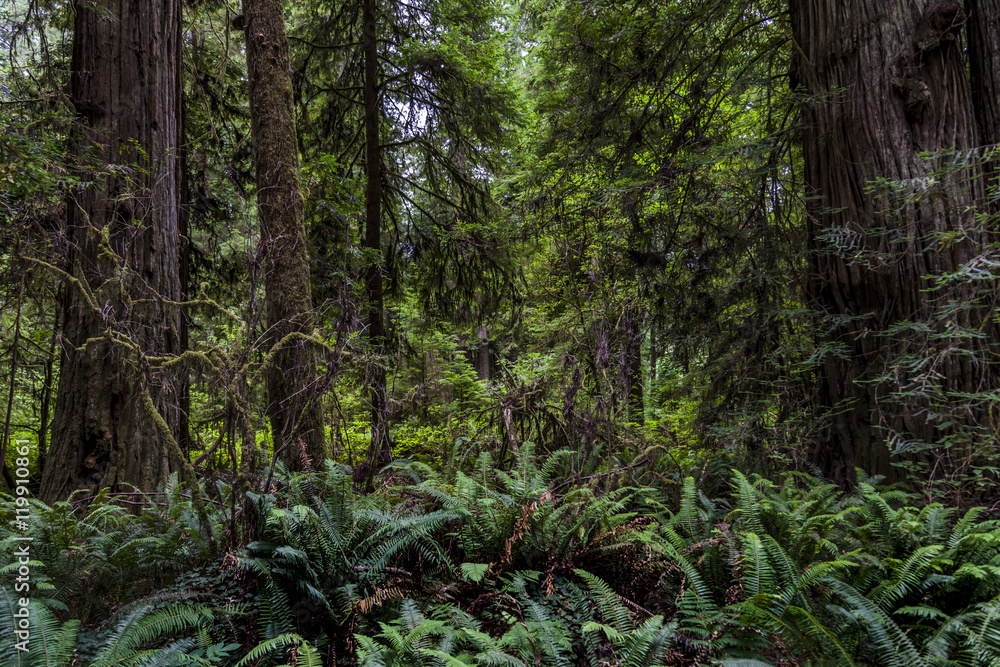 Obraz premium Redwoods