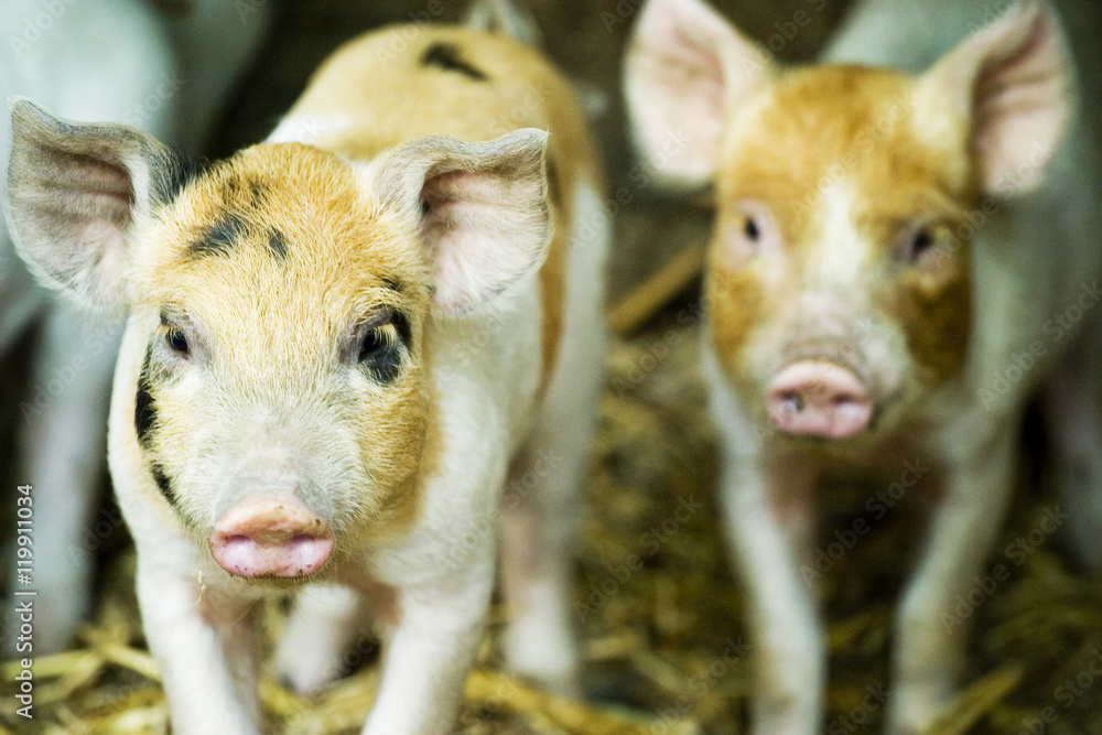 Fototapeta premium Pigs