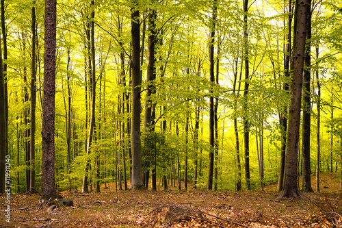 Dawn in forest