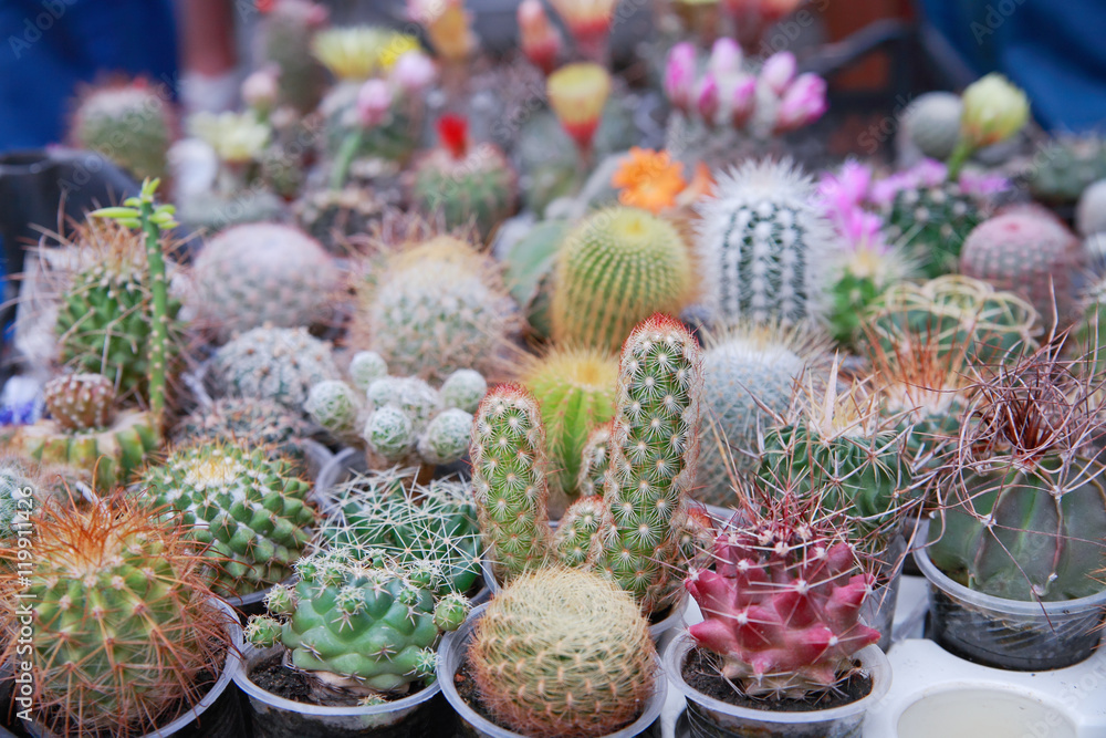 Cactuses Cactuses