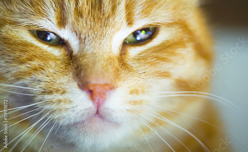 Naklejka Yellow cat