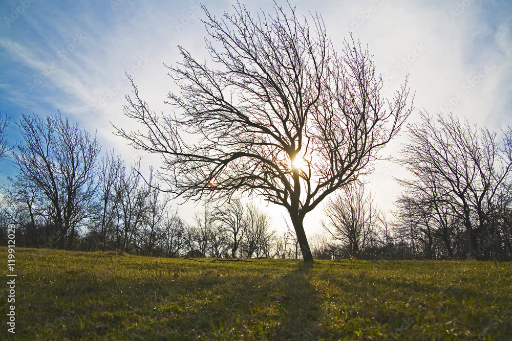 Tree in landscape Tree in landscape