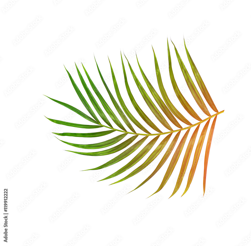 Green leaves of palm tree isolated on white background Green leaves of palm tree isolated on white background