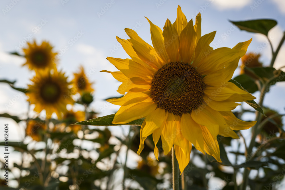 Obraz premium sunflowers