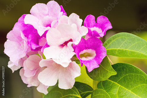 Close up pink flower Mansoa alliacea, or garlic vine 