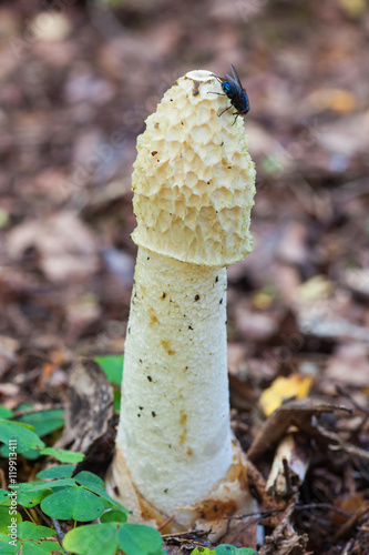 Stinkhorn mushroom