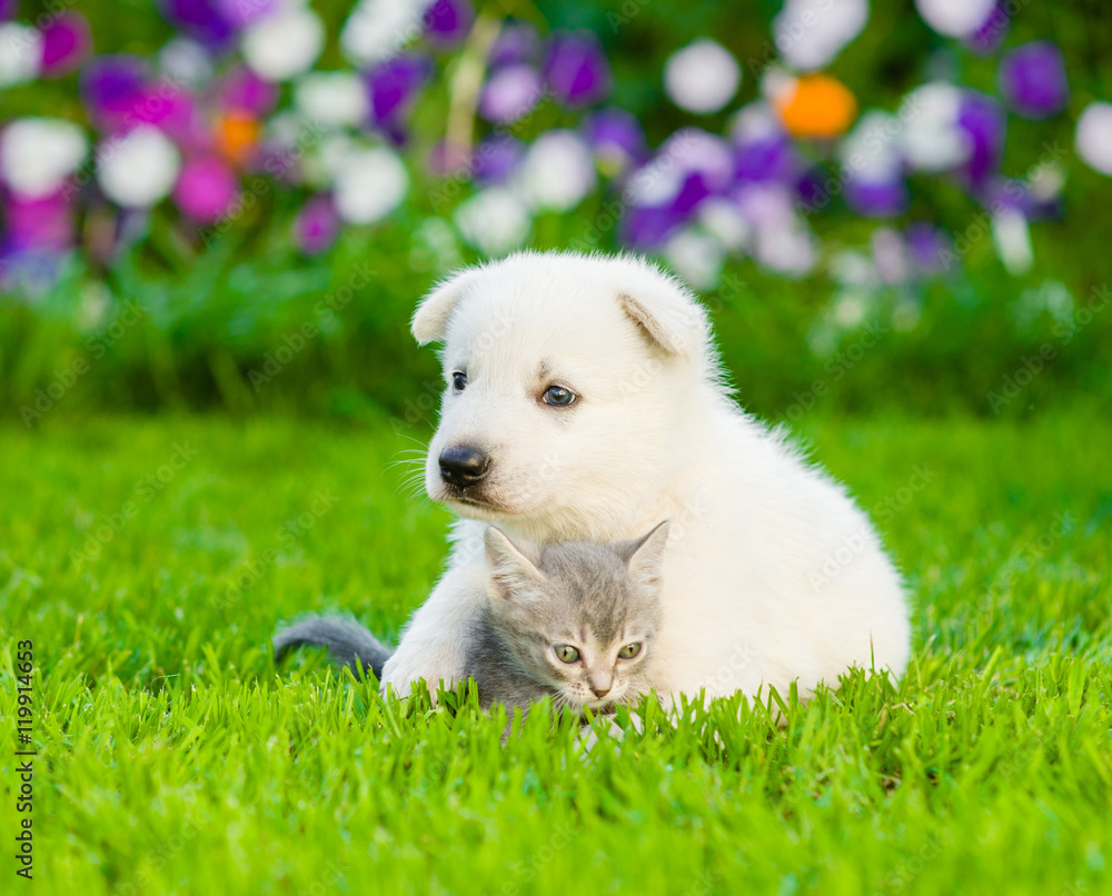 White Swiss Shepherd`s puppy hugging kitten on green grass White Swiss Shepherd`s puppy hugging kitten on green grass