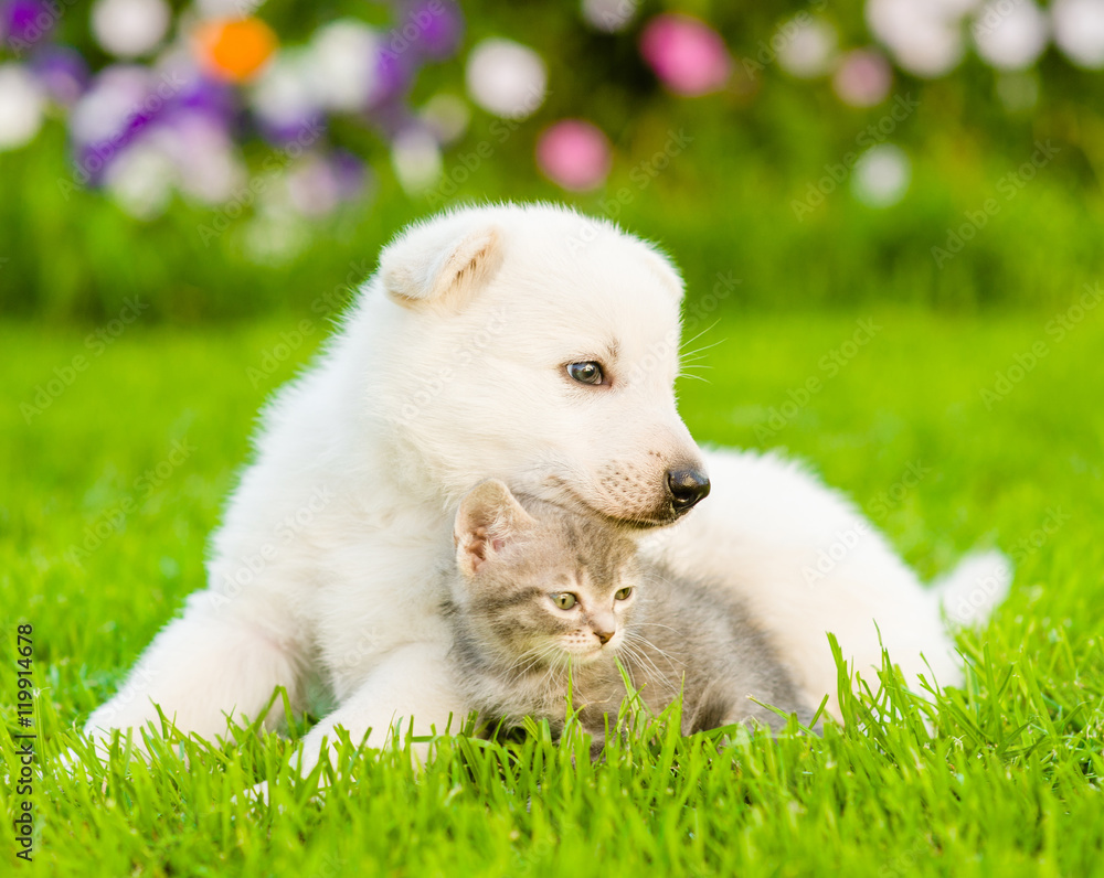 White Swiss Shepherd`s puppy lying with kitten on green grass