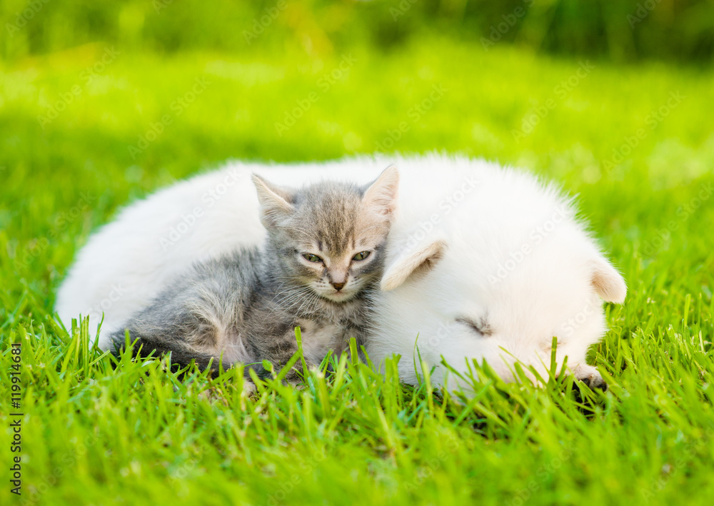 White Swiss Shepherd`s puppy and small kitten sleeping together
