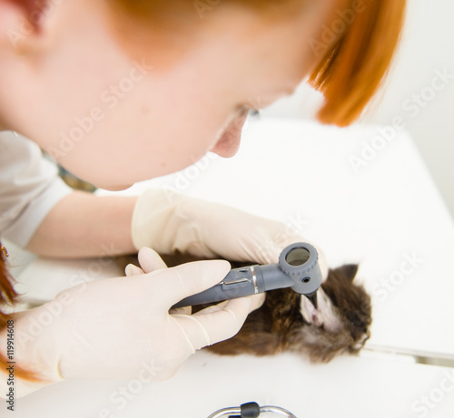 Closeup vet examining a cat's ear with an otoscope