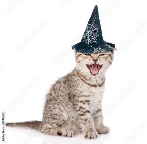 Fototapeta Naklejka Na Ścianę i Meble -  Angry cat  with hat for halloween. isolated on white background