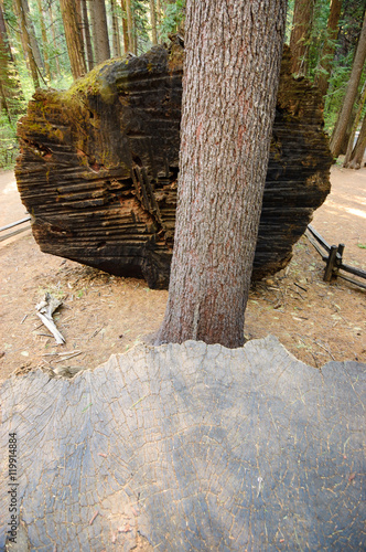 Calaveras Big Trees State Park photo