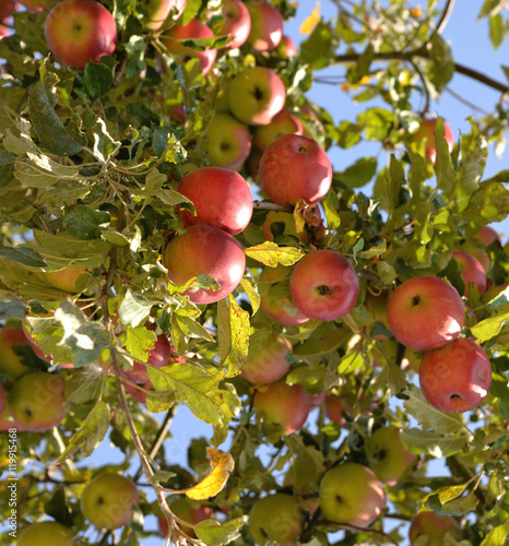 Äpfel - Streuobst - rot