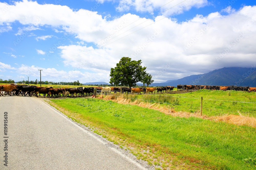 Herd of cows crossing the road in Fox Glacier, New Zealand
