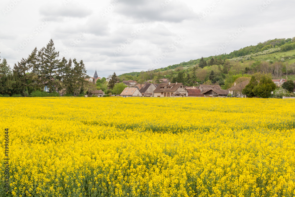 Canola field with village Giverny in background at Giverny, France, Giverny is a village west of Paris. It's known as the place where painter Claude Monet lived.
