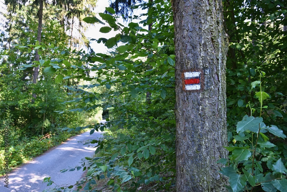 Tourist sign on the tree. Beautiful forest road nature. Tourist sign on the tree. Beautiful forest road nature.