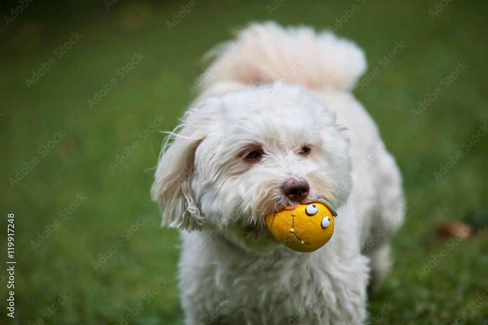 Havanese dog playing with a ball in the garden Havanese dog playing with a ball in the garden