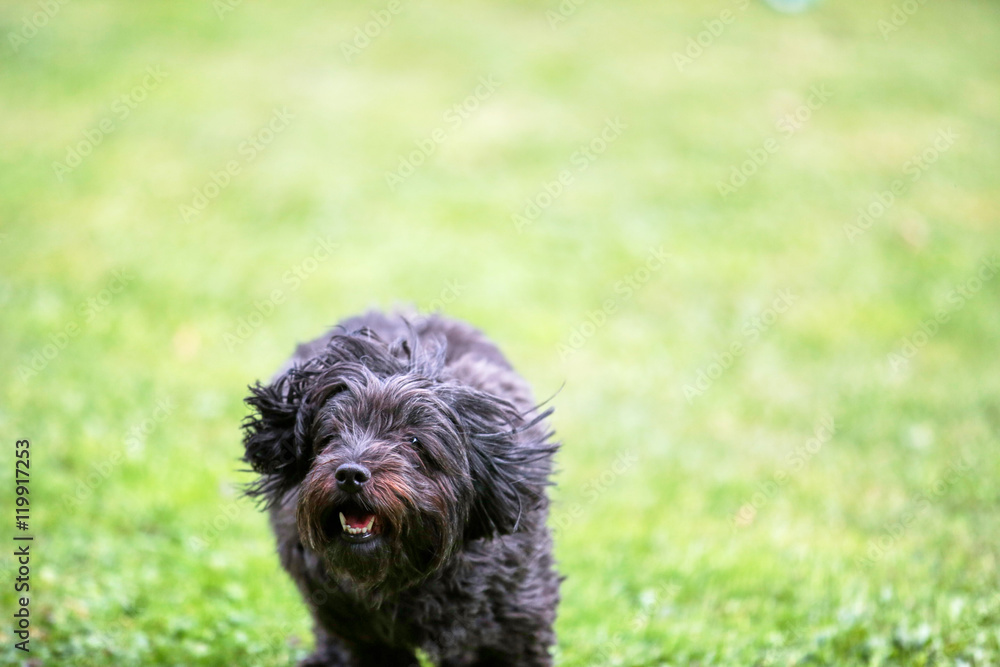 Black havanese dog running over the green grass