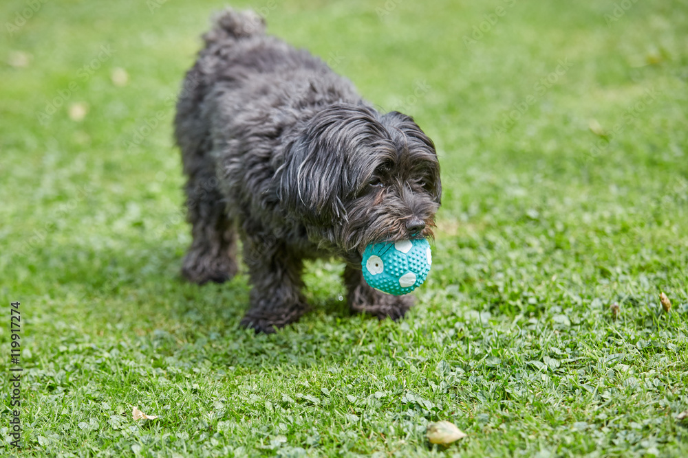 Havanese dog playing with a ball in the garden Havanese dog playing with a ball in the garden