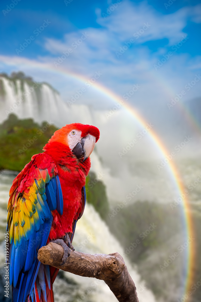 Fototapeta premium The macaw parrot at the Cataratas of Iguacu