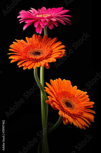Pink and orange gerbera with stem isolated on black background
