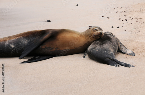 Galapagos Seelöwen