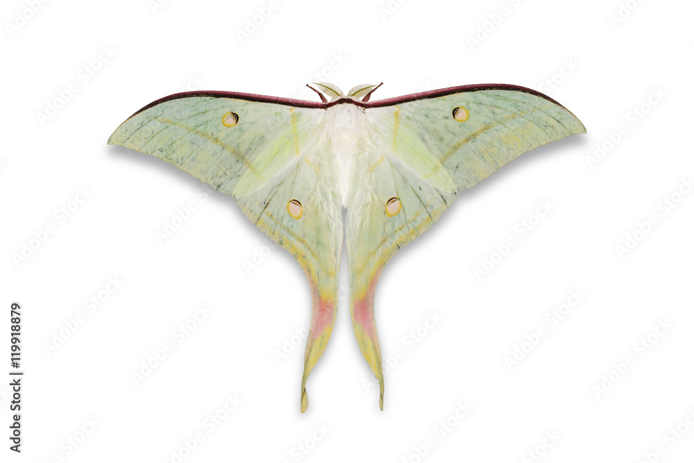 Fototapeta premium Indian moon moth or Indian luna moth