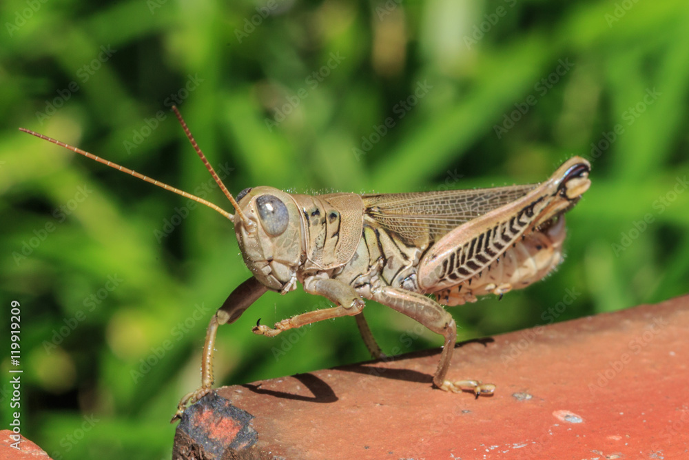 Brown grasshopper on the brick. Brown grasshopper on the brick.