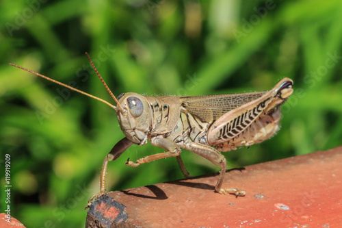Brown grasshopper on the brick.