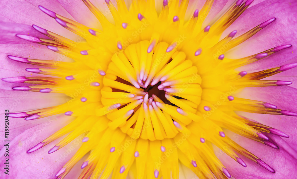 closeup pistil purple lotus in pond closeup pistil purple lotus in pond