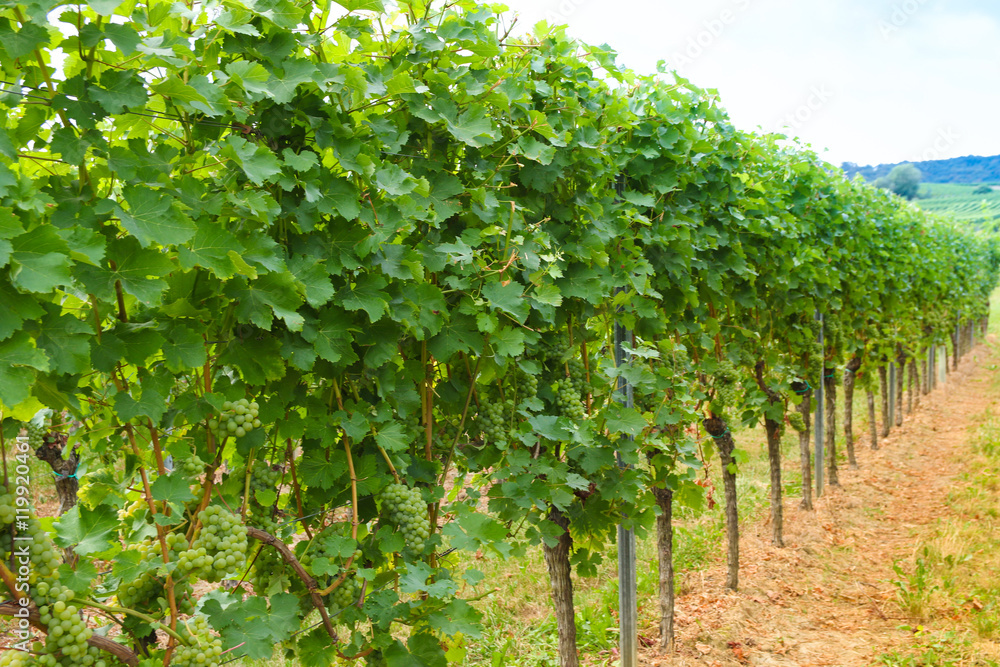 Weinrebe seitlich mit grünen Trauben Weinrebe seitlich mit grünen Trauben