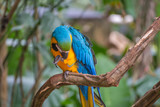 The Blue and yellow Macaw in Brazil