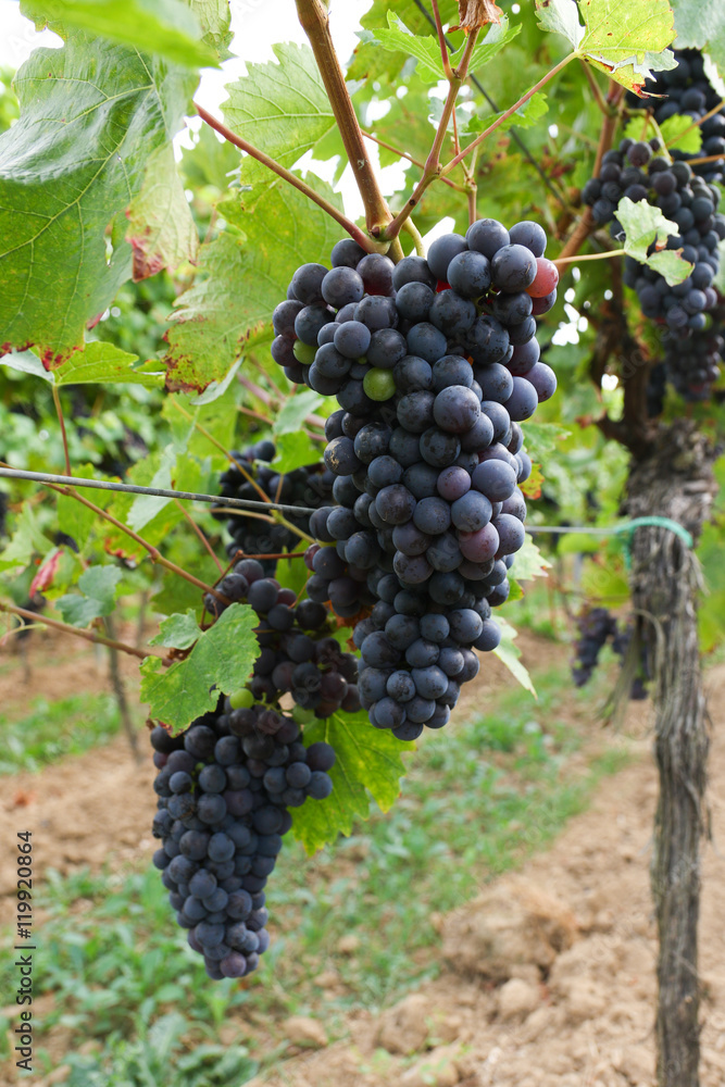 Roter Zweig Weintrauben aus dem Weingebiet Pfalz