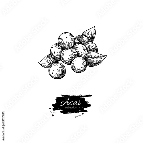 Acai berry vector superfood drawing. Isolated hand drawn  illust