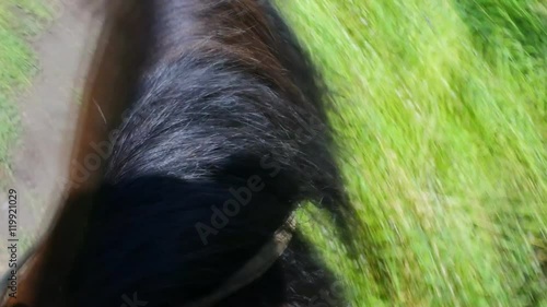 along path on a horse ride in a forest. horse runs on  road in motion
 photo
