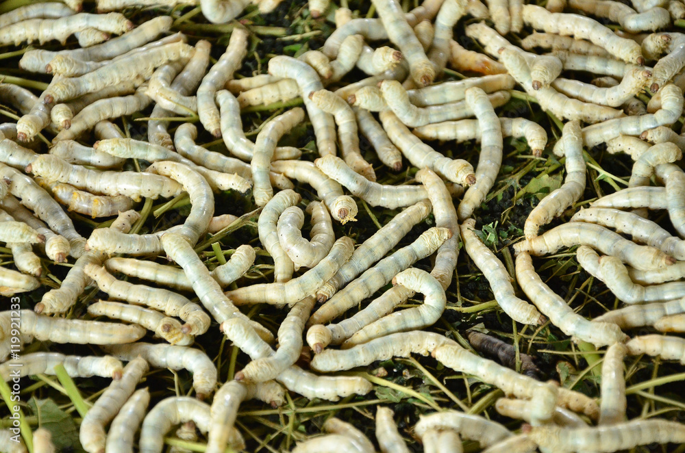 silkworms eating mulberry leaf closeup nature silk worms silkworms eating mulberry leaf closeup nature silk worms