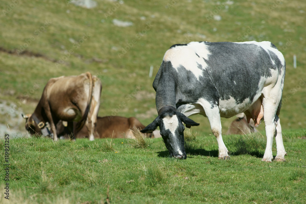 cows in alpine meadows cows in alpine meadows