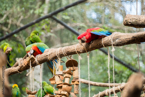 The red, Blue and yellow Macaw in Brazil