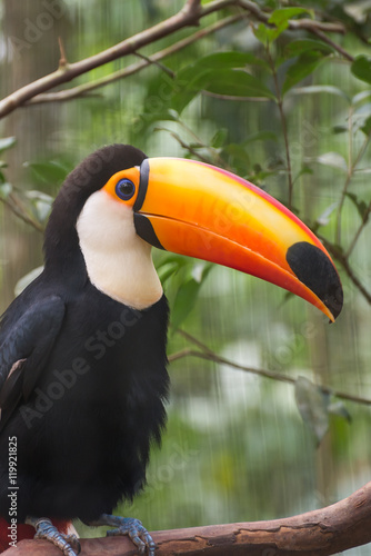Close up of a giant colorful tucano